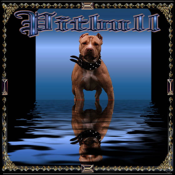 pibull3.jpg