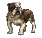 bulldog56.gif