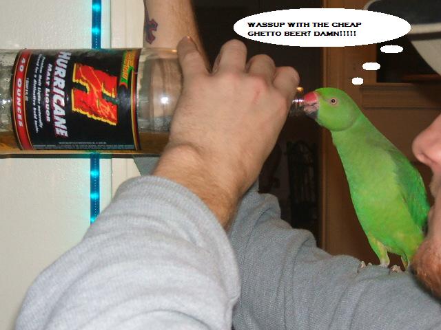 drunkbird.jpg